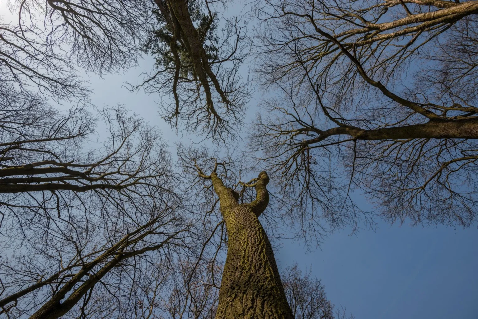 Looking straight up through bare branched tree crowns against a clear blue sky, with a thick furrowed trunk rising in the center