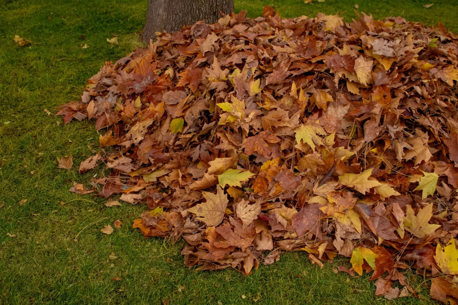 A large pile of brown and yellow fallen maple leaves heaped on a green lawn against the base of a tree trunk