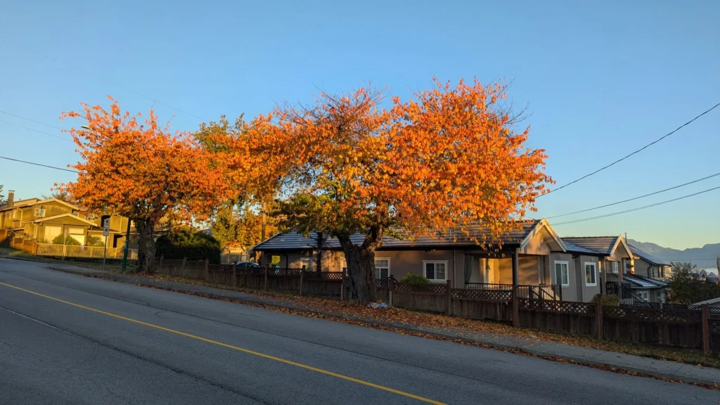 Mature trees in bright orange fall color beside a residential street with houses behind, the setting for tree pest management in Harrison and nearby towns