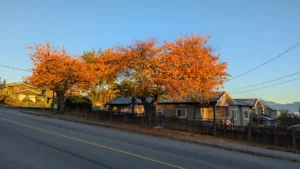 Mature trees in bright orange fall color beside a residential street with houses behind, the setting for tree pest management in Harrison and nearby towns