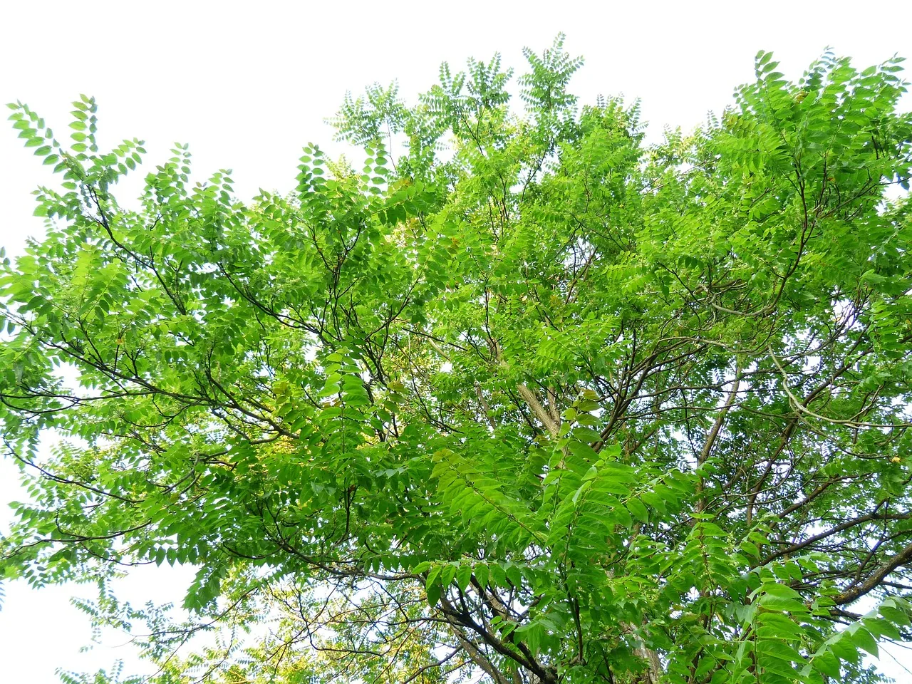 The canopy of a tree of heaven seen from below, with long compound leaves made of many paired leaflets against a pale sky