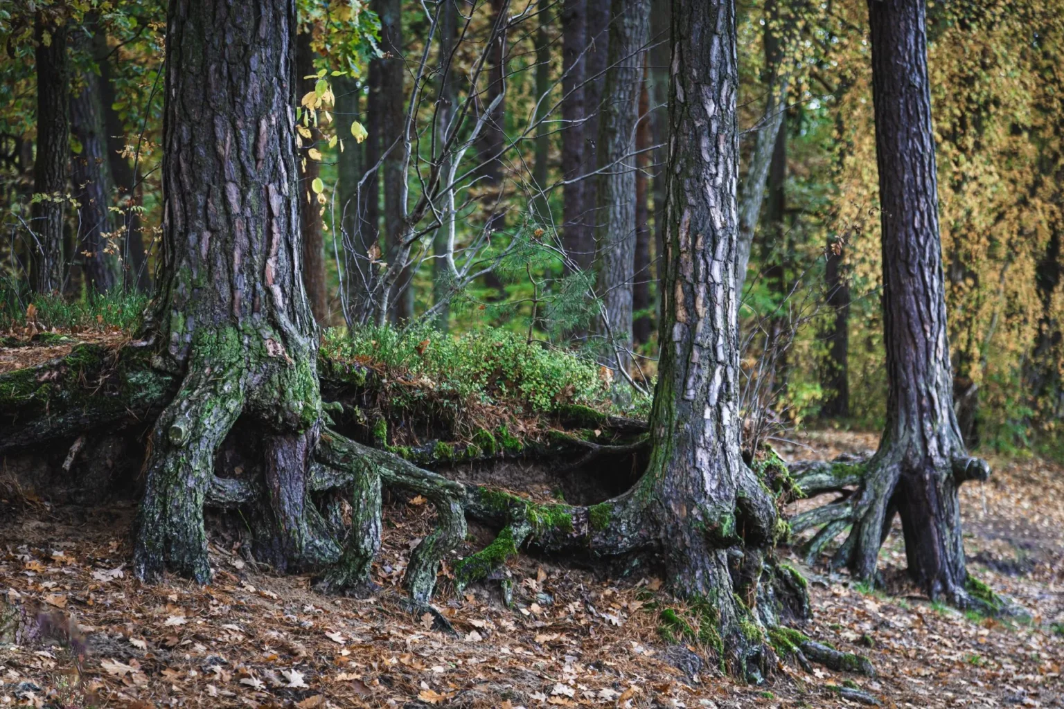 Large pine trunks with thick moss covered roots exposed along a cut soil bank in a fall forest