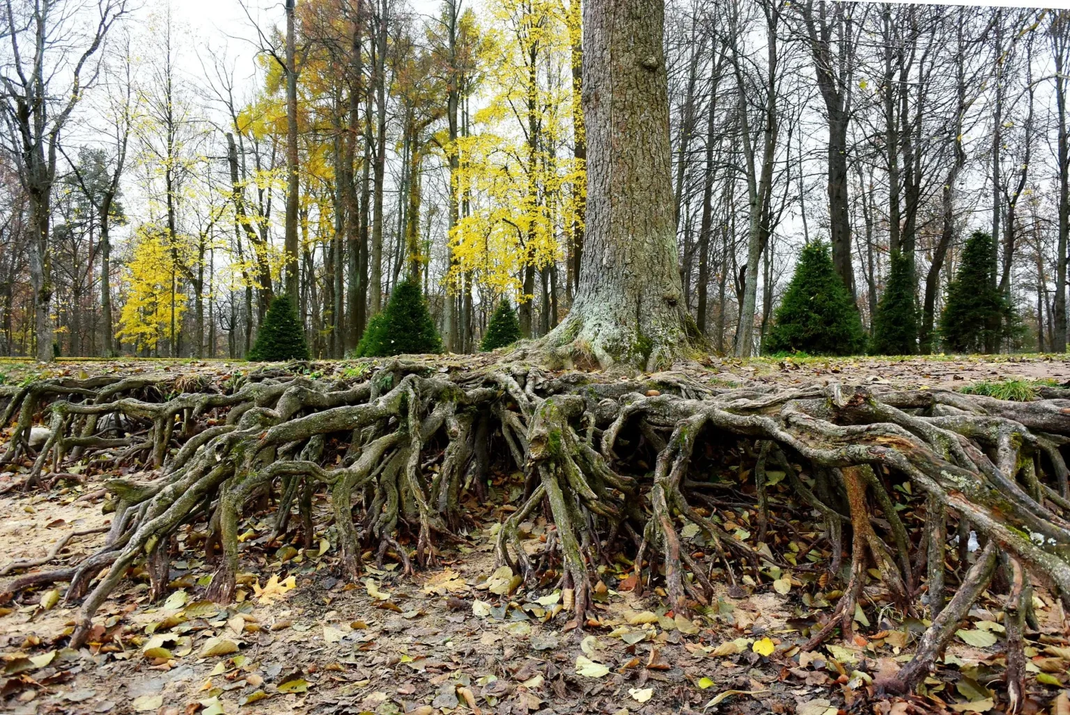 A large tree trunk standing on a wide mat of exposed surface roots with fallen leaves in an autumn park