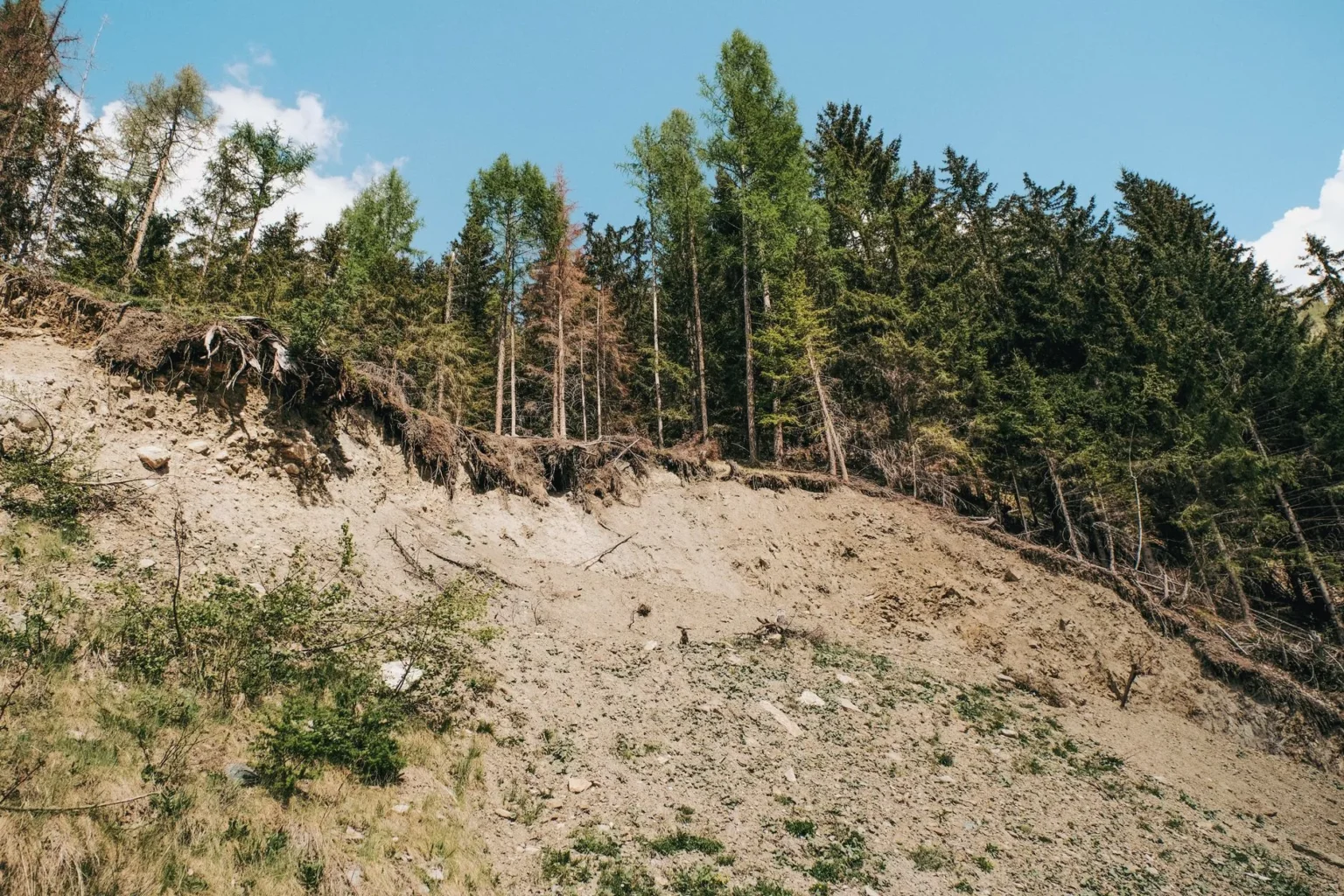Eroded hillside with bare soil and tree roots hanging out over the edge of a wooded slope