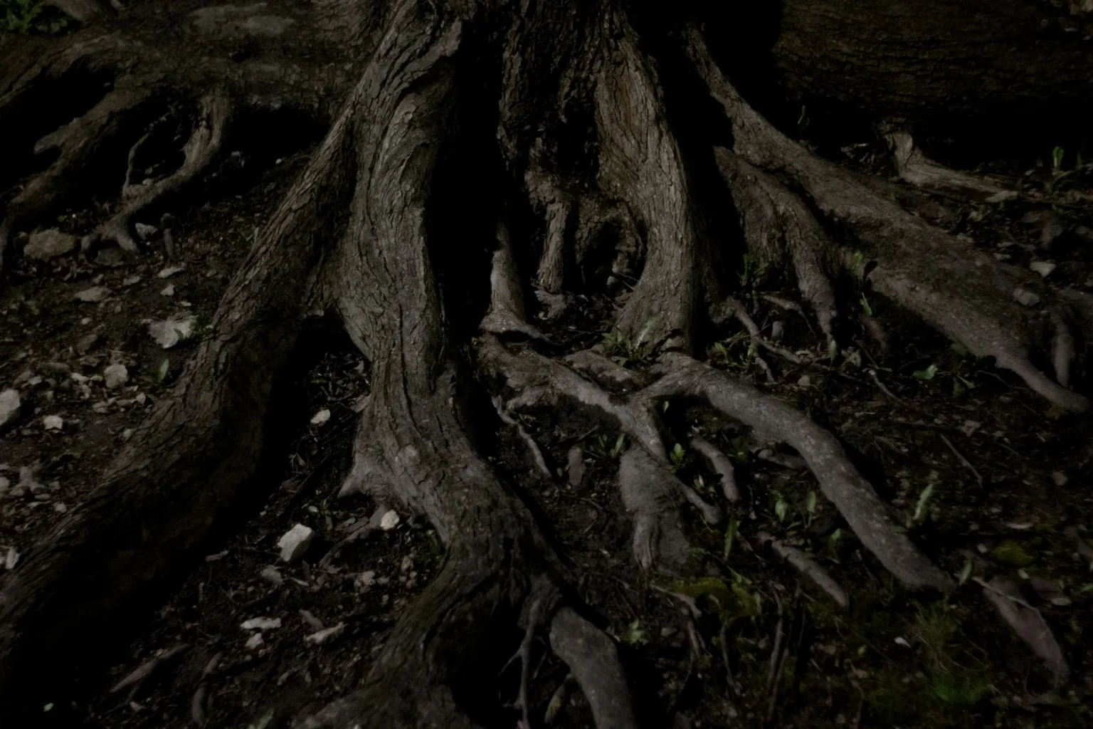 Thick roots flaring from the base of a tree trunk into dark soil, the root zone where fertilizer has to reach
