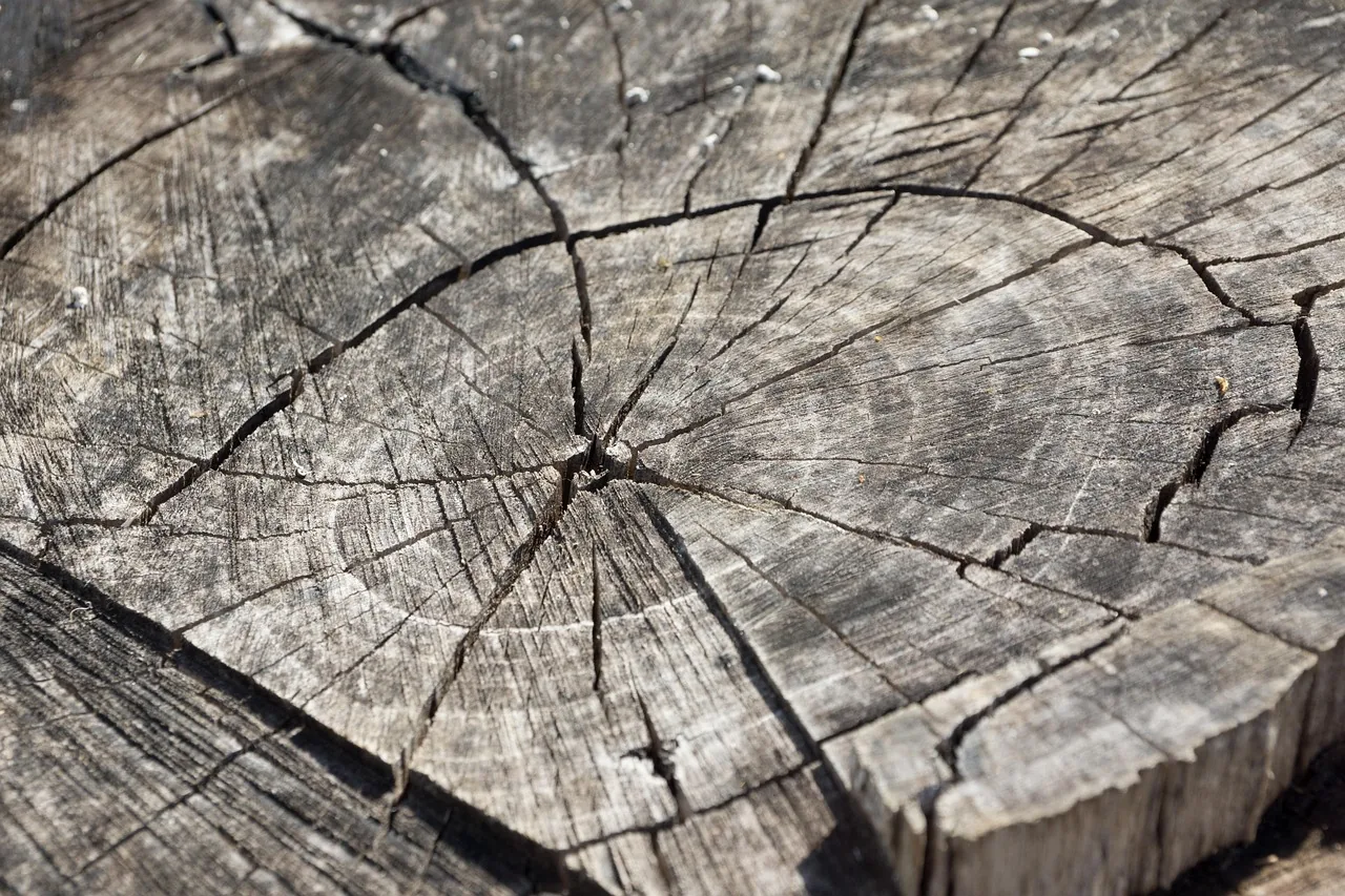 Cut surface of a weathered tree stump showing growth rings and radial cracks in the wood