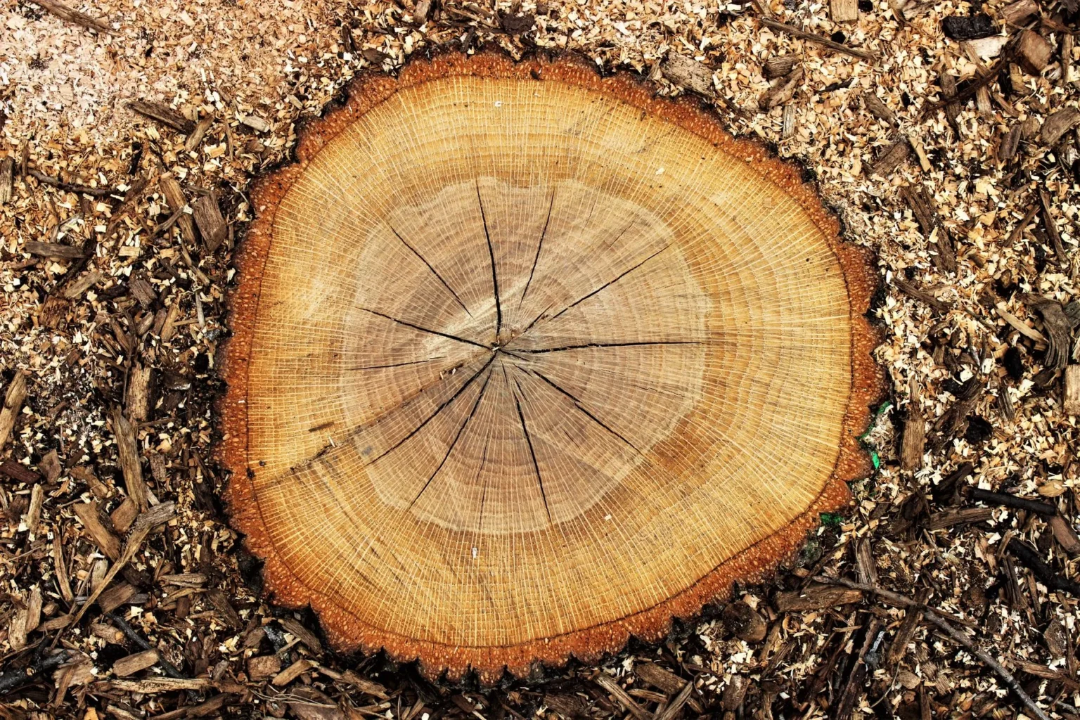 The freshly cut top of a tree trunk showing growth rings and radial cracks, surrounded by wood chips and sawdust