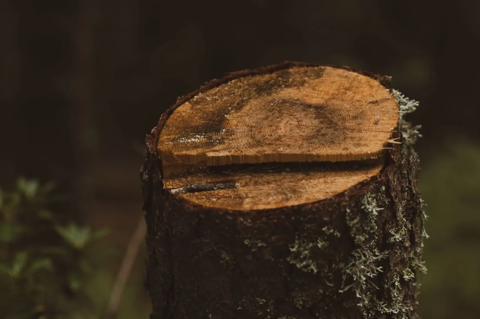 Freshly cut tree stump with visible growth rings and a split across the top, lichen on the dark bark below