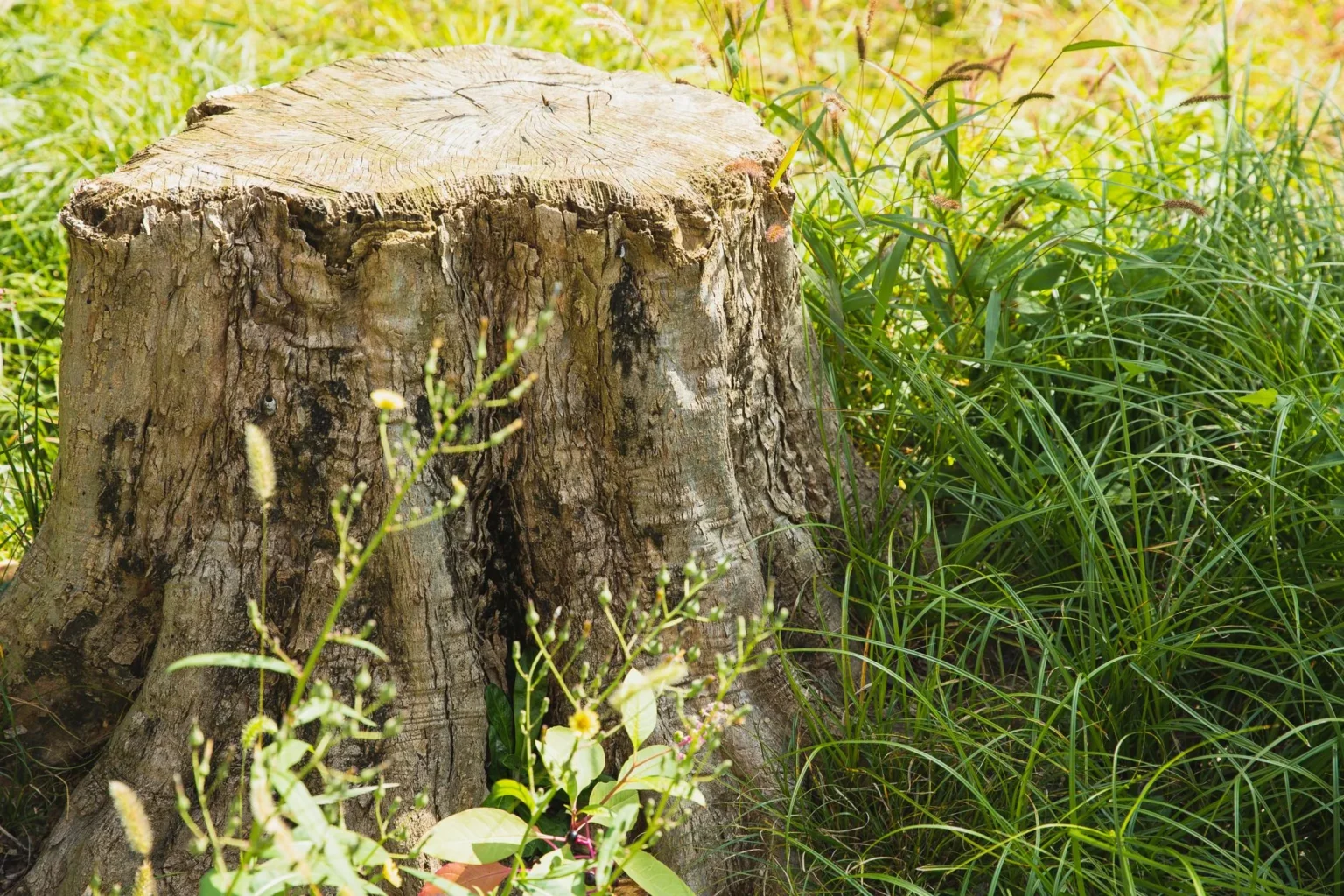 A weathered tree stump in tall green grass with small weeds growing against its trunk