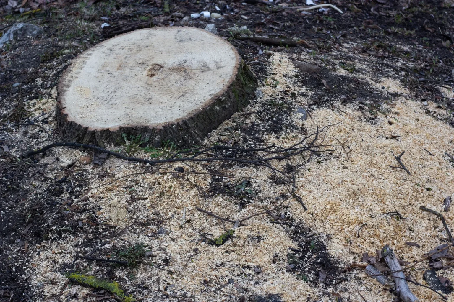 A freshly cut tree stump surrounded by pale sawdust and twigs on dark soil, showing the wood left behind