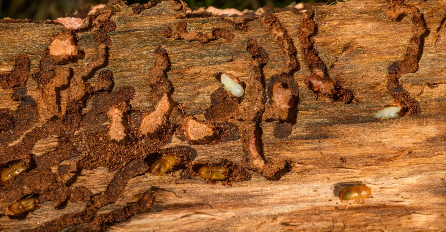 Tunnels carved under the bark of a log by boring insects, with small pale larvae and brown beetles visible in the galleries
