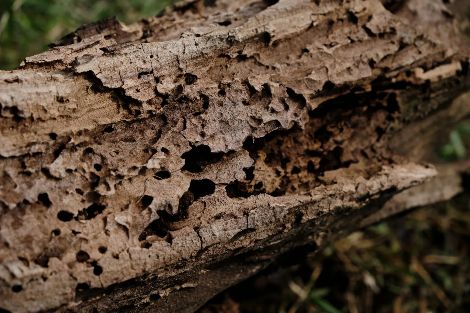 Weathered tree wood with holes and channels worn through it, lying on grass, showing what decay and boring insects leave behind
