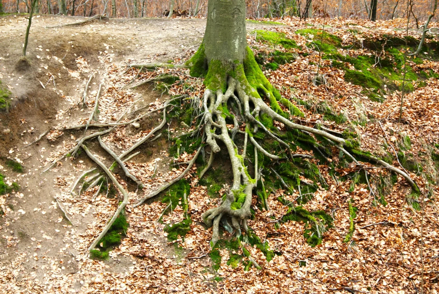 Exposed surface roots spreading from the base of a beech trunk across moss and fallen brown leaves on a slope