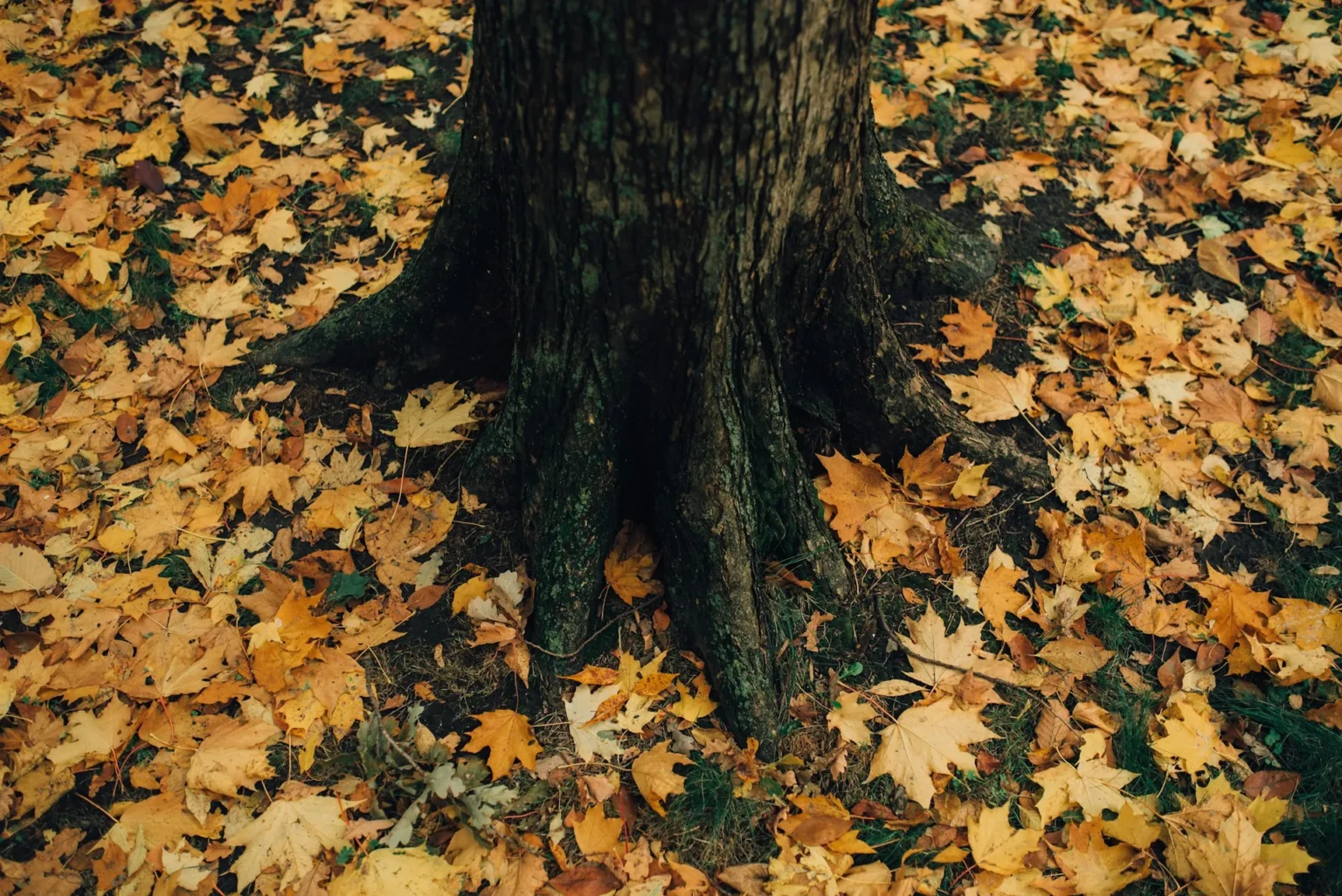 The flared base of a maple trunk with roots spreading through fallen yellow leaves, the root zone we check before any removal