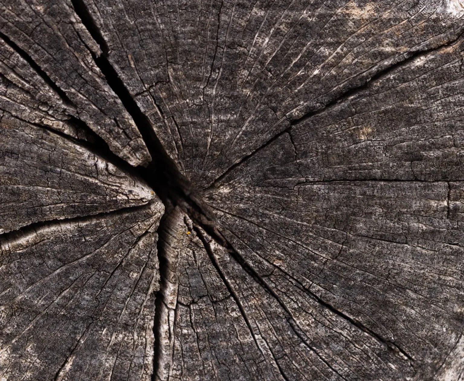 Close view of a weathered cut log with deep cracks splitting outward from the center