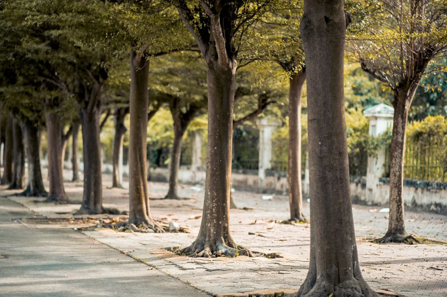 Row of mature street trees with thick trunks and surface roots at the edge of a paved sidewalk
