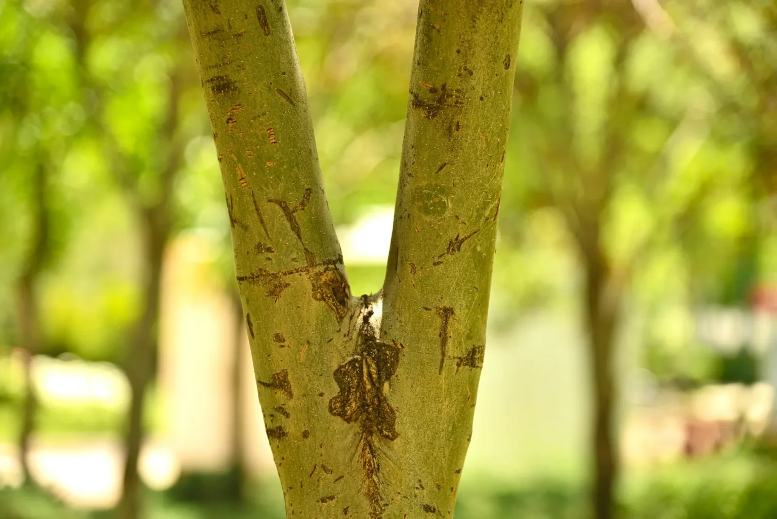 A tree trunk dividing into two stems of similar size in a narrow V shaped fork, with green trees blurred behind