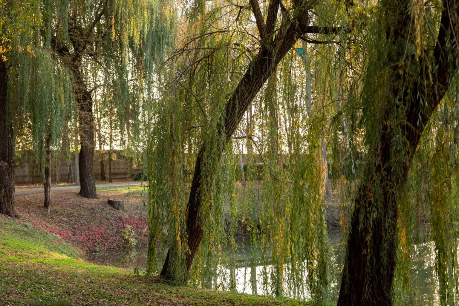 Weeping willows leaning over a pond in autumn, the kind of tree behind tree maintenance in Cresskill and its willow rule