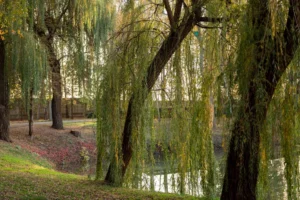 Weeping willows leaning over a pond in autumn, the kind of tree behind tree maintenance in Cresskill and its willow rule