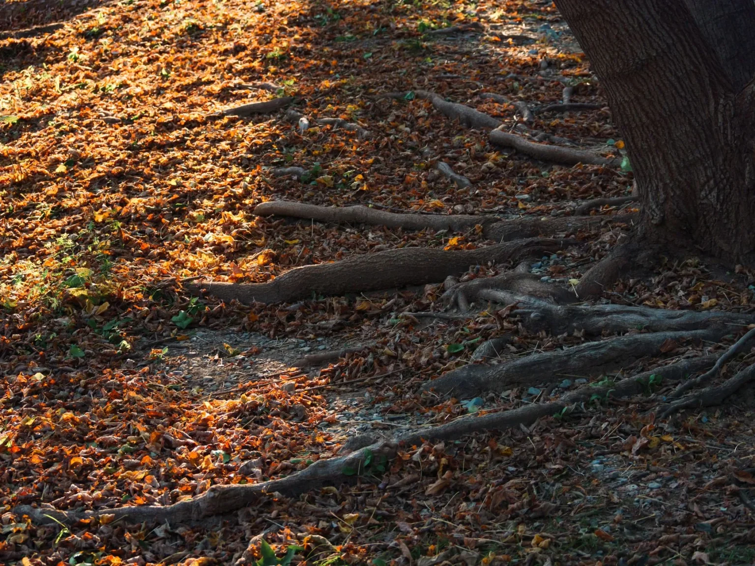Surface roots spreading from the base of a large tree across a ground covered in orange fallen leaves