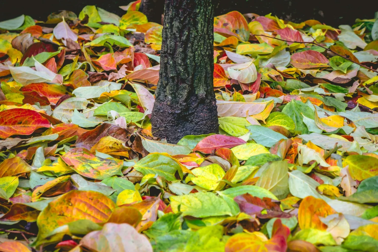 Slim dark tree trunk surrounded by a thick carpet of red, yellow and green fallen leaves