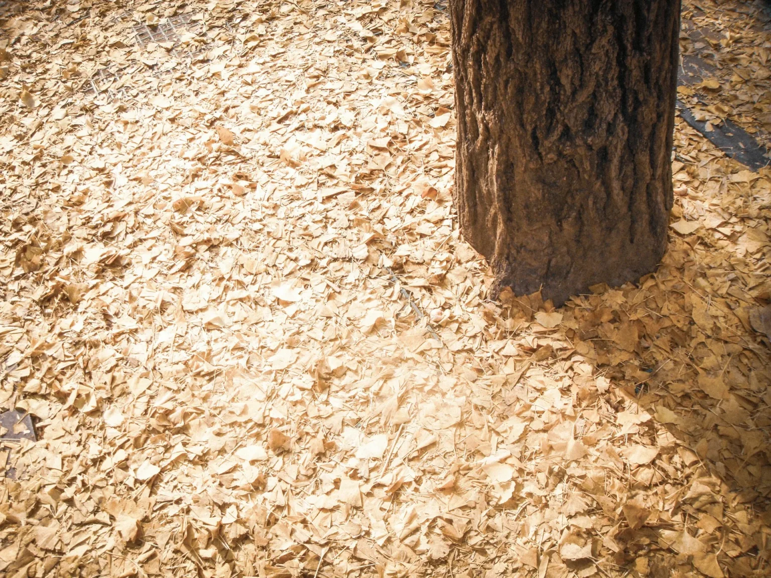 Rough tree trunk rising from ground covered in a thick layer of pale fallen leaves