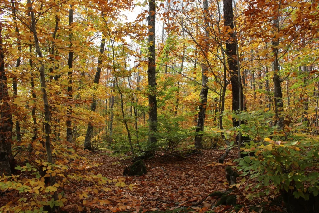 Wooded lot with tall trees in orange and yellow fall color above a leaf covered floor, the setting for land clearing in Oakland