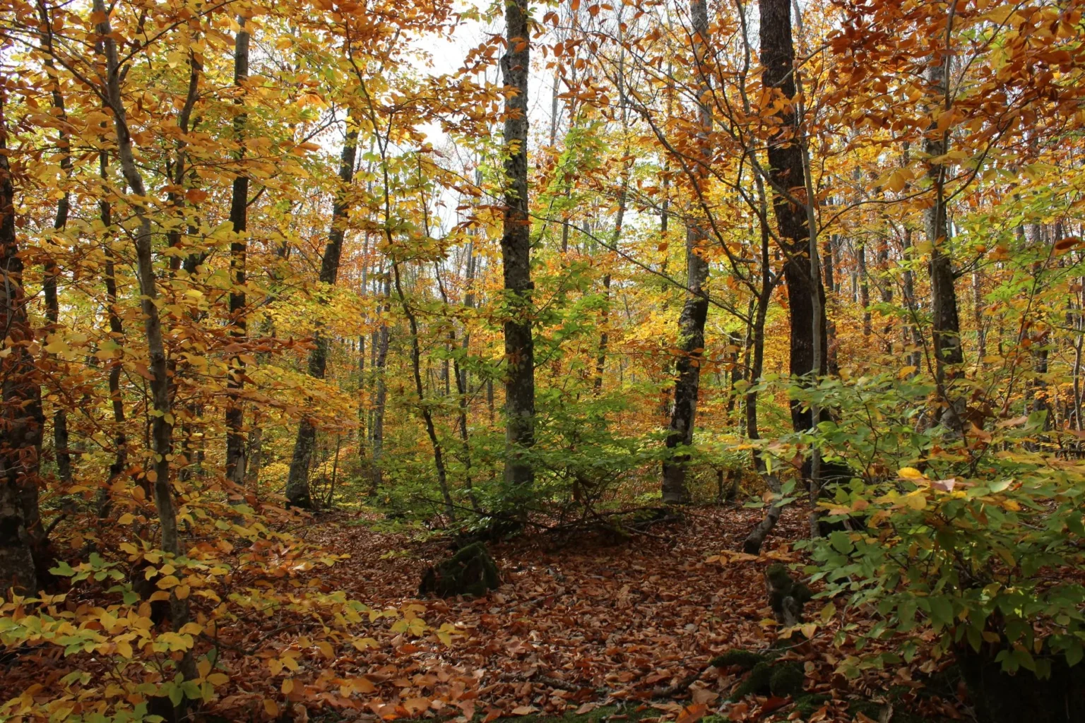Wooded lot with tall trees in orange and yellow fall color above a leaf covered floor, the setting for land clearing in Oakland