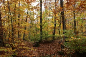 Wooded lot with tall trees in orange and yellow fall color above a leaf covered floor, the setting for land clearing in Oakland