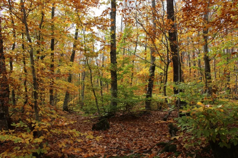 Wooded lot with tall trees in orange and yellow fall color above a leaf covered floor, the setting for land clearing in Oakland