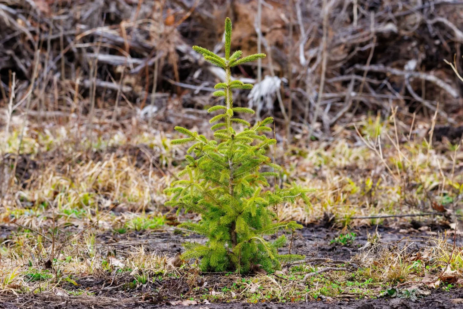 A small young spruce with bright green new growth standing alone on bare ground, a replacement tree after removal