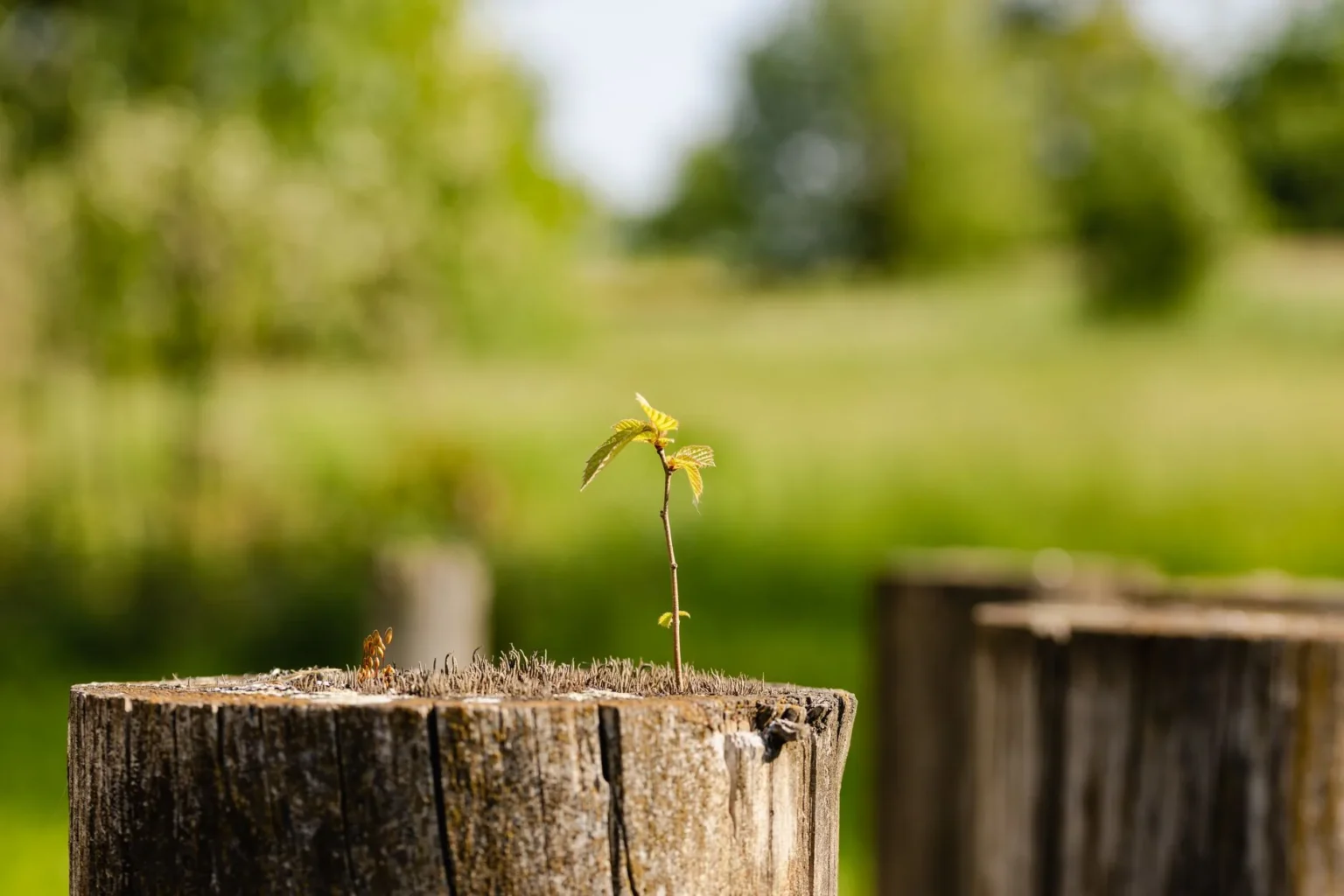 A single young shoot with small green leaves growing from the top of a weathered cut tree stump, with a soft green field behind