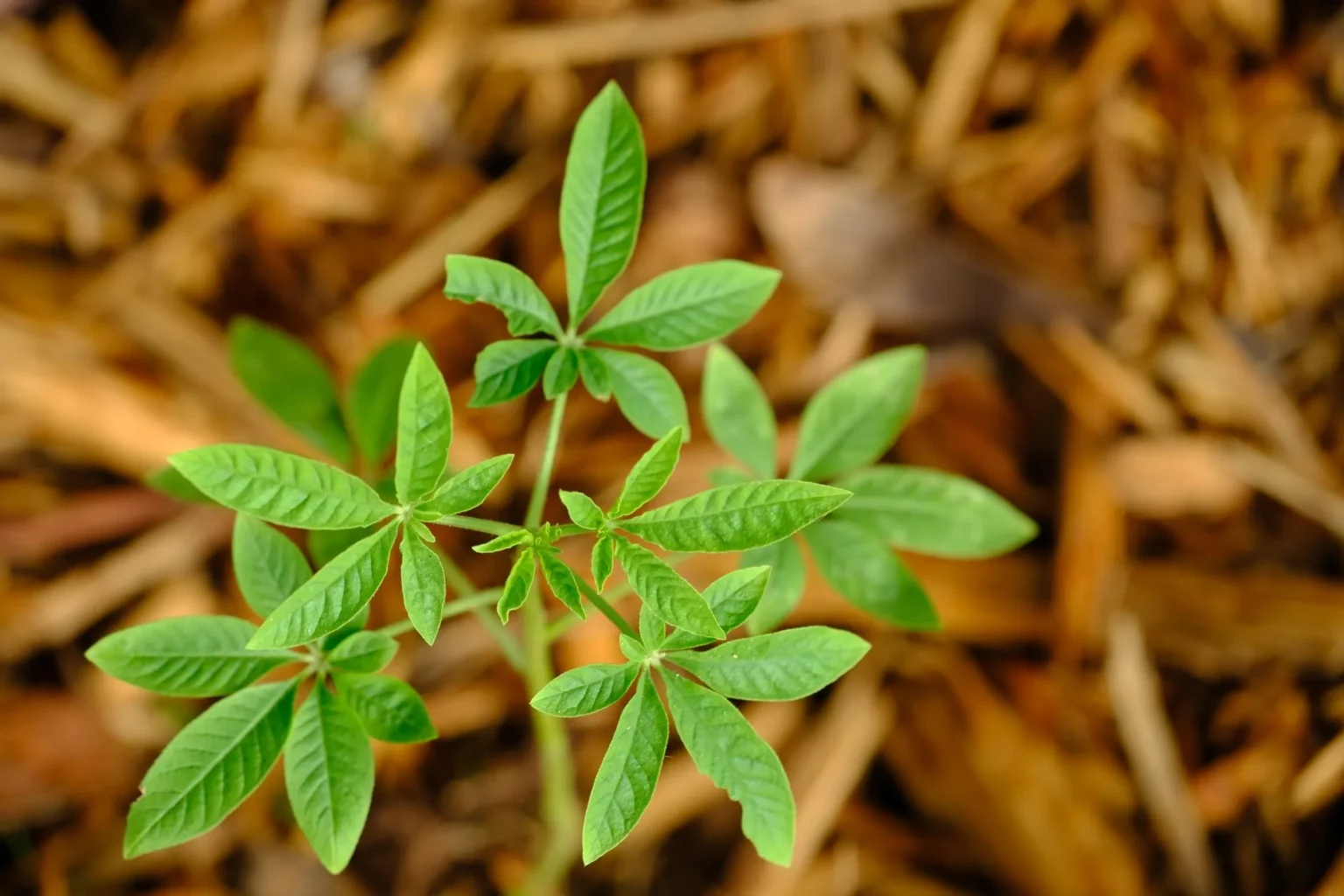 A young green sapling with bright leaves growing up from a bed of brown wood mulch, a tree that will need feeding as it matures