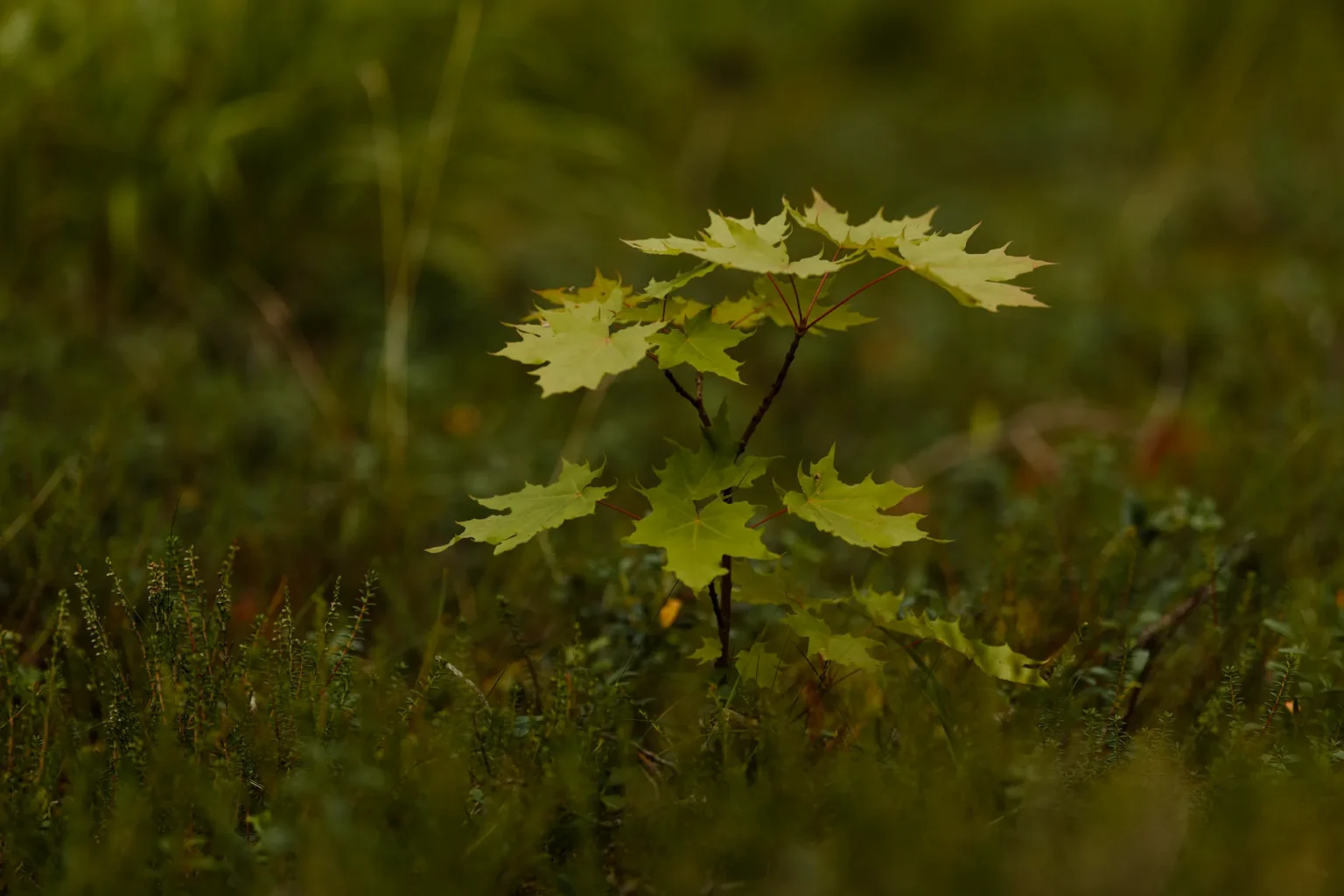 A young maple sapling with green lobed leaves growing in low ground cover, a reminder of replanting