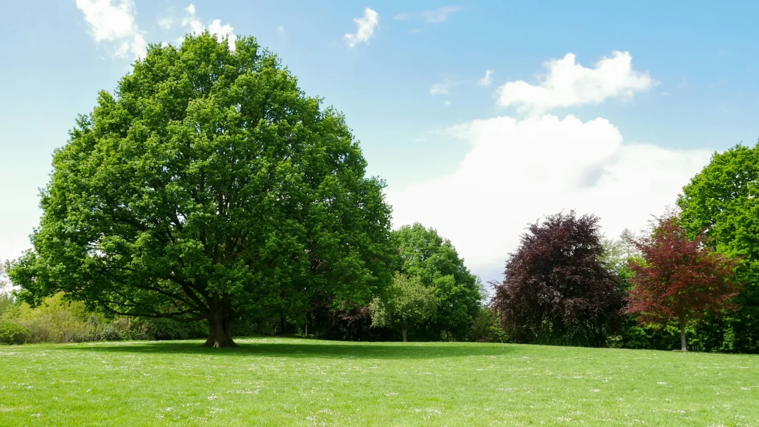 A large mature green tree standing on an open lawn beside smaller trees with red and purple leaves