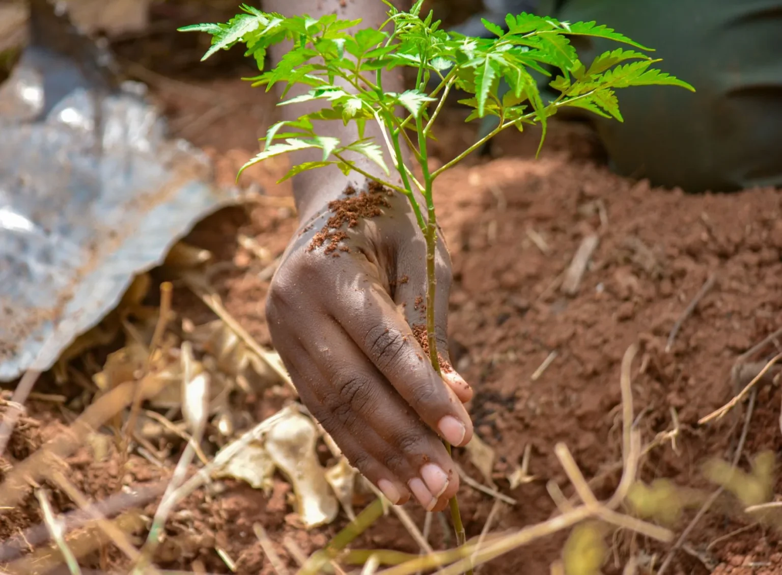 A hand holding a young tree sapling upright in loose brown soil while it is planted as a replacement