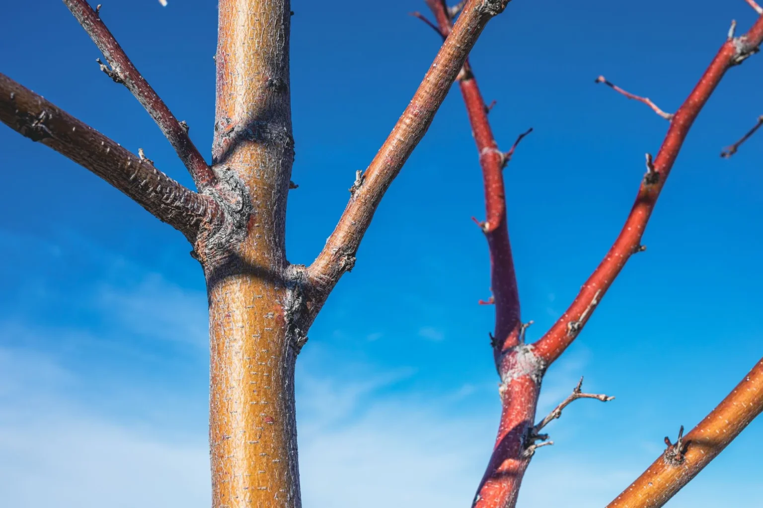 A young tree trunk with side branches joining at swollen collars against a deep blue sky